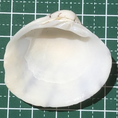 Lioconcha castrensis