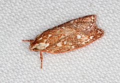Euchaetis metallota