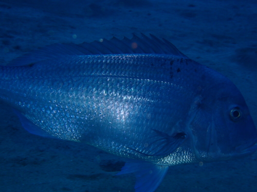 Pink dentex (Dentex gibbosus) — Sparidae