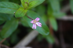 Epilobium ciliatum watsonii