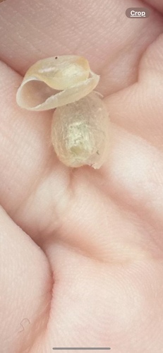 Cylichna alba, 2025-07-27