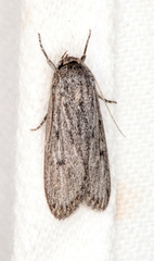 Brachyzancla lissodes