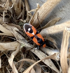 Melanerythrus mactans