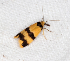 Stenoscaptia venusta