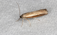 Ptochostola microphaeellus