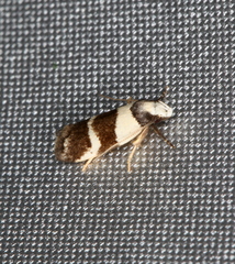 Eulechria triferella