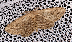 Zermizinga sinuata