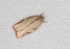Euchaetis inceptella