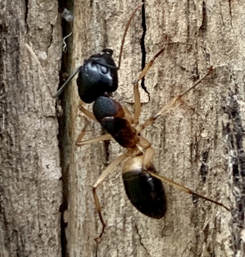 Banded Sugar Ant