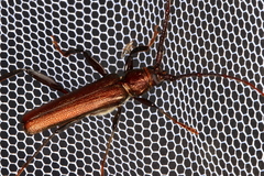 Xystrocera virescens