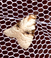 Acatapaustus metallopa