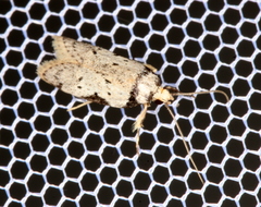Philobota transversella