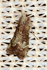 Heteromicta tripartitella