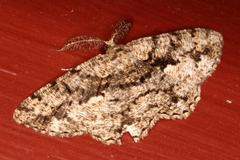 Hypomecis externaria