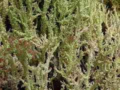 Cladonia darwinii