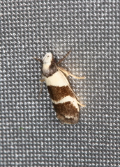 Eulechria triferella