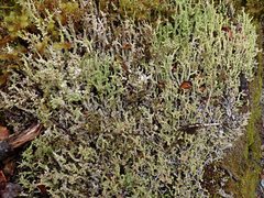 Cladonia darwinii
