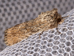Ectopatria