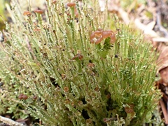 Cladonia darwinii