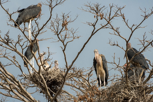 Marabou Stork
