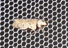 Philobota transversella