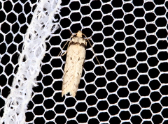 Philobota transversella