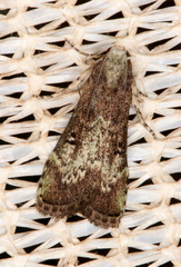 Heteromicta tripartitella