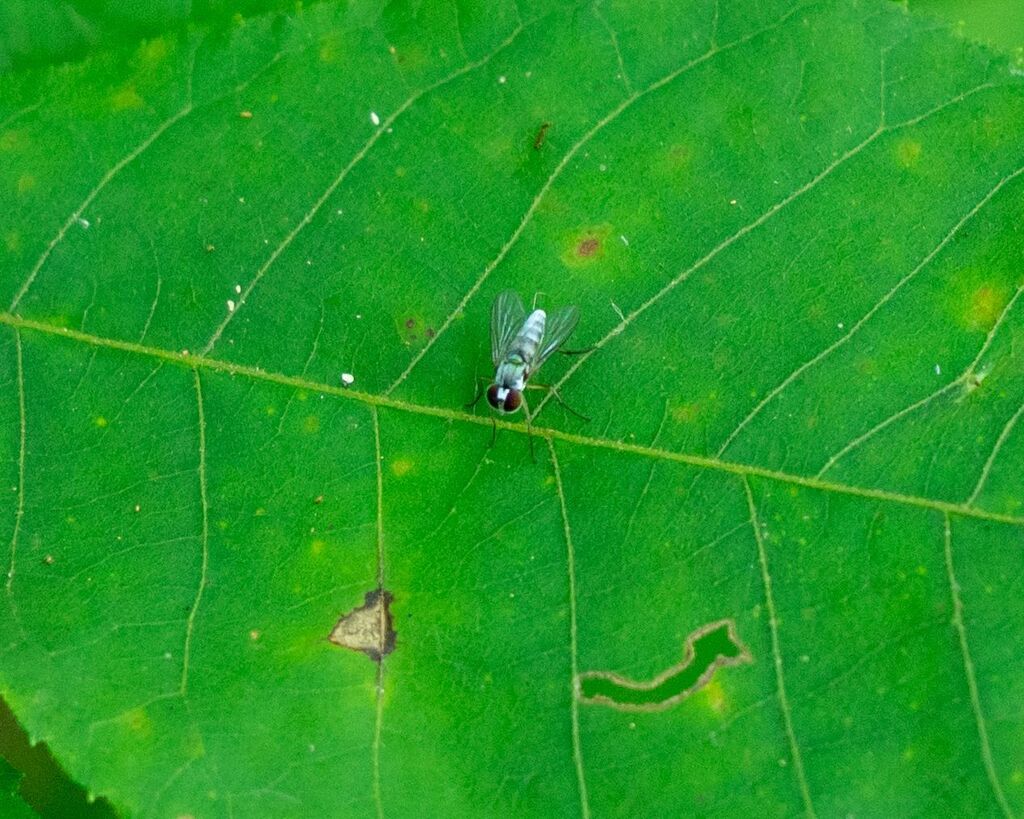 Argyra albicans