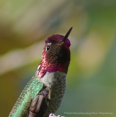 Calypte anna