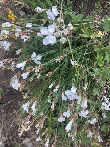 Dianthus cretaceus (Dianthus cretaceus)