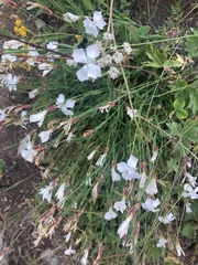 Dianthus cretaceus, photograph author not stated, no rights reserved