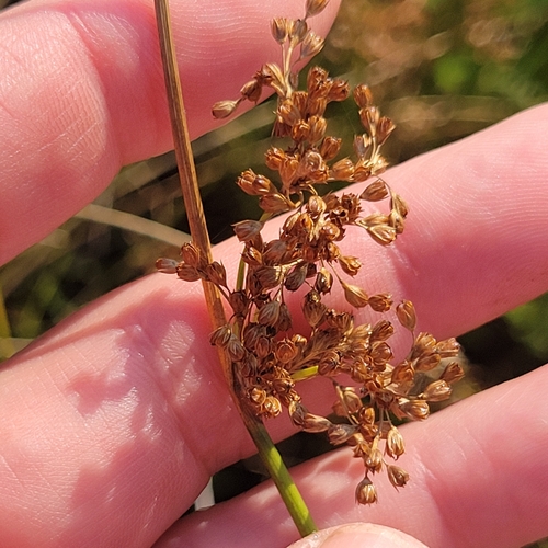 Juncus pylaei, photograph 4