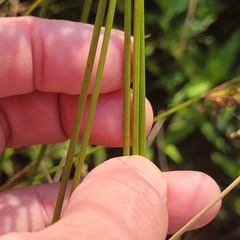 (c) Matt Pelikan, some rights reserved (CC BY) Juncus pylaei, photograph (c) Matt Pelikan, some rights reserved (CC BY)