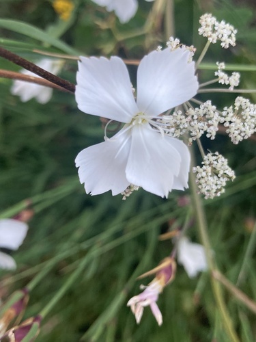 Dianthus cretaceus, photograph 2