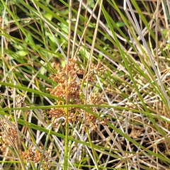 Juncus pylaei, photograph (c) Matt Pelikan, some rights reserved (CC BY)