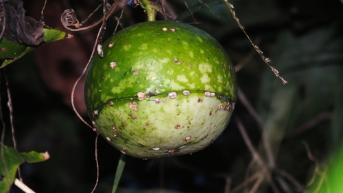 Fevillea trilobata