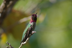 Calypte anna