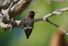 Calypte anna