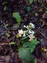 Calanthe zollingeri