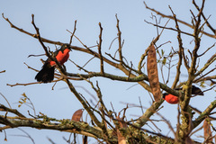 Laniarius erythrogaster