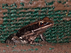 Hydrophylax bahuvistara