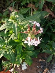 Saponaria officinalis