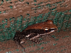 Hydrophylax bahuvistara