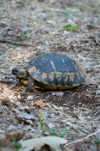 Testudo hermanni