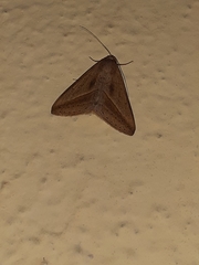 Mocis frugalis