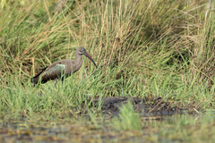 Bostrychia hagedash nilotica