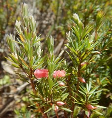 Brachyloma ericoides