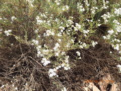 Ruschia multiflora