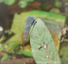 Ischnura cervula