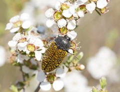 Stigmodera macularia